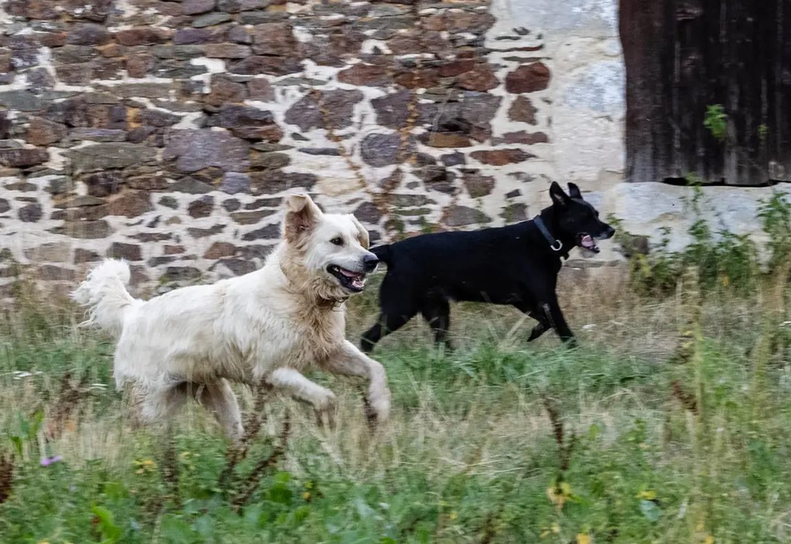 Nova et Tuto courent dans l'herbe