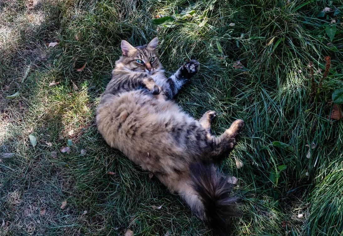 Les chats de la ferme