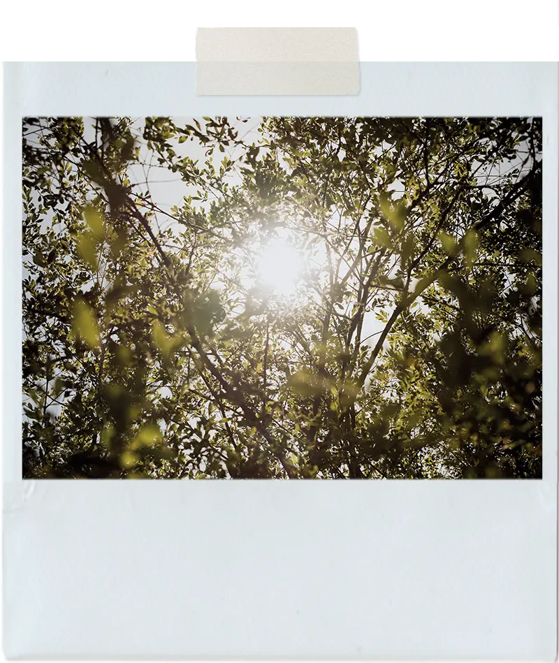 Le soleil traverse le feuillage