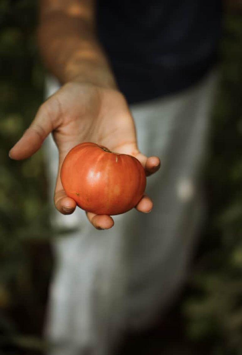 Une tomate ancienne au creux d'une main