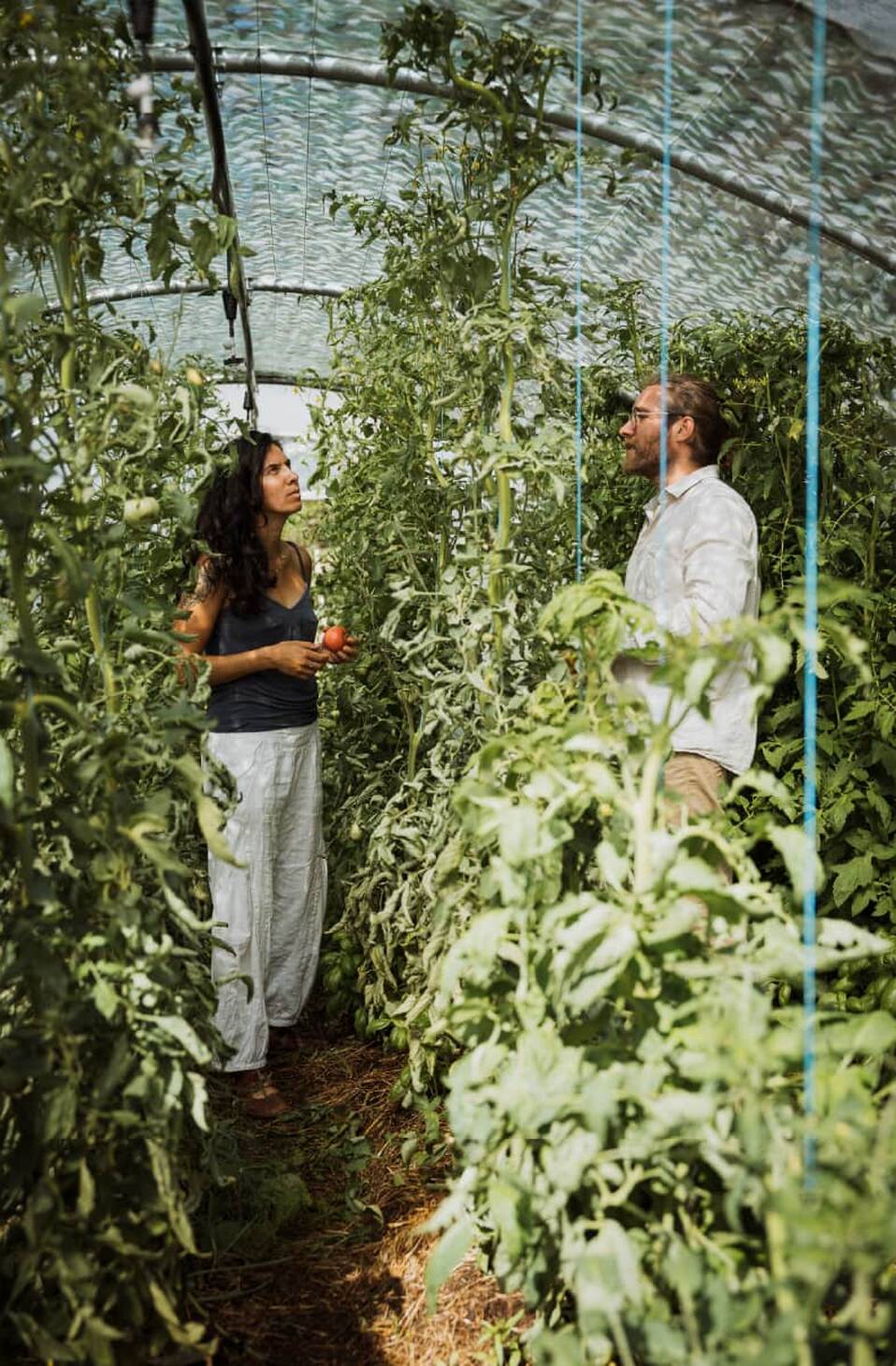 Le potager en fin de journée