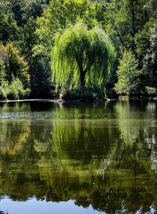 Le saule pleureur se reflète dans l'étang