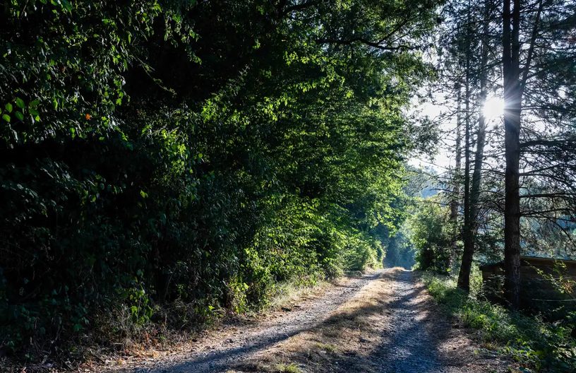 Un chemin forestier baigné de soleil