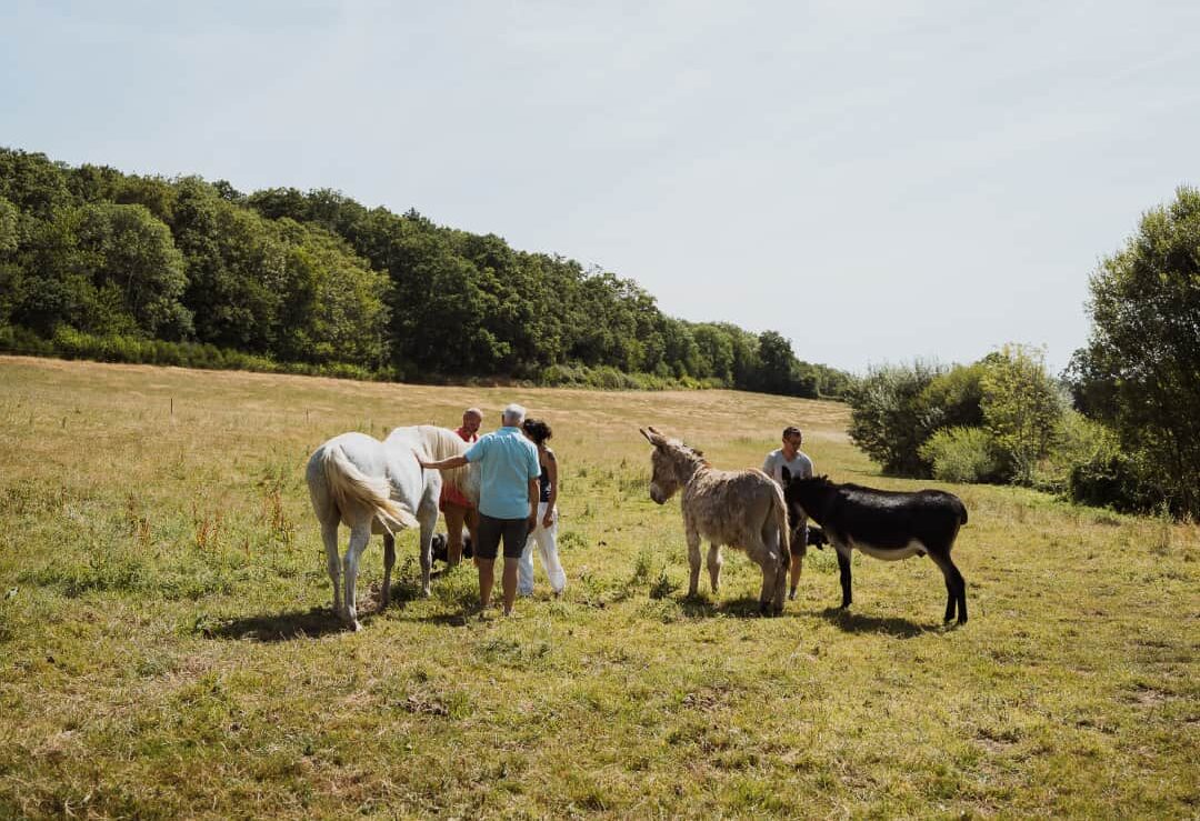 Rencontre avec les chevaux et les ânes dans le pré