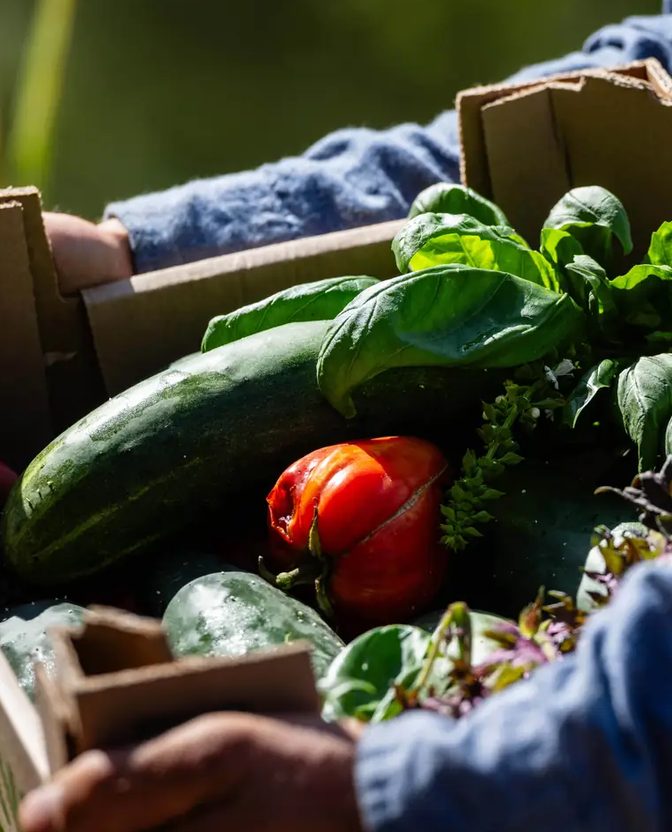 Une cagette de légumes du potager