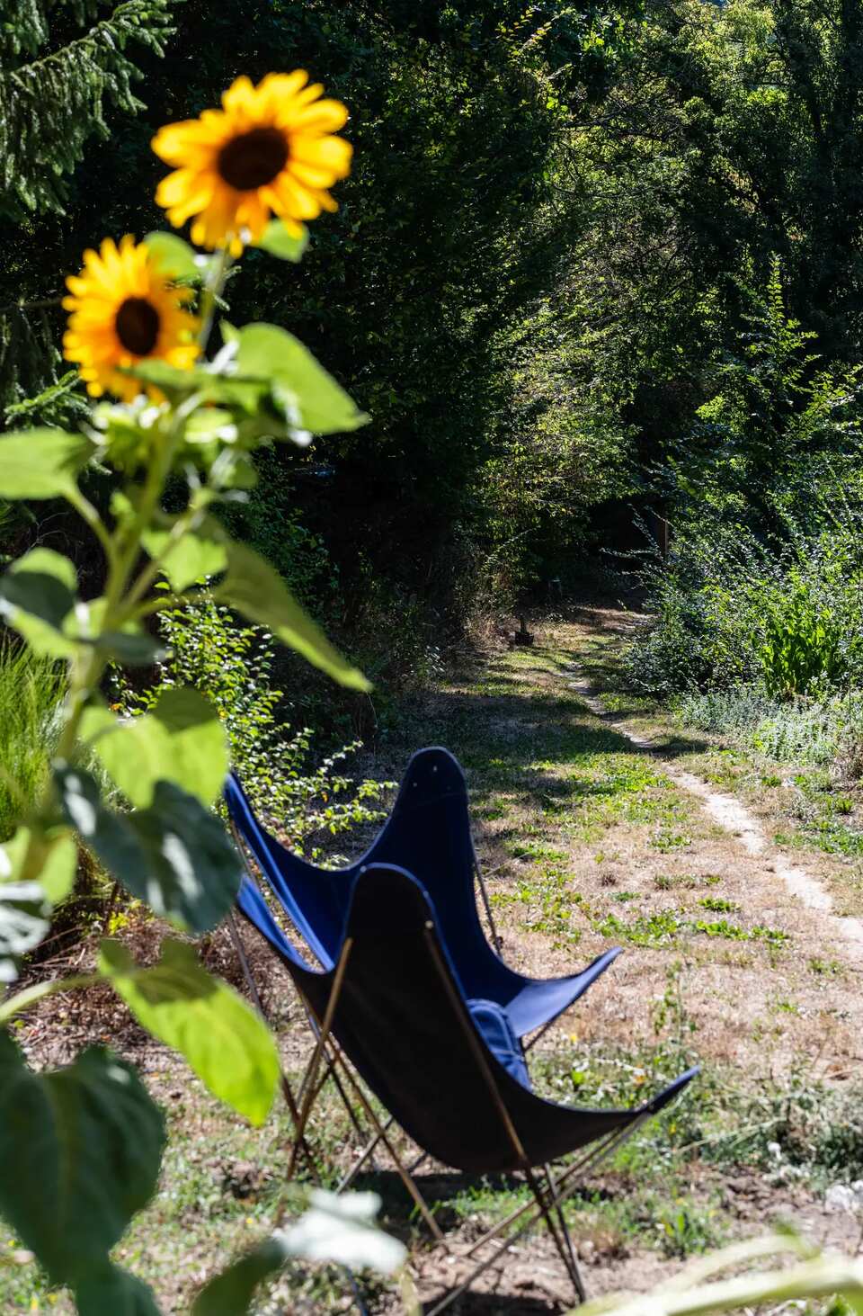 Des tournesols au bord du chemin