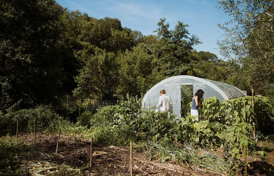 Le potager et la serre