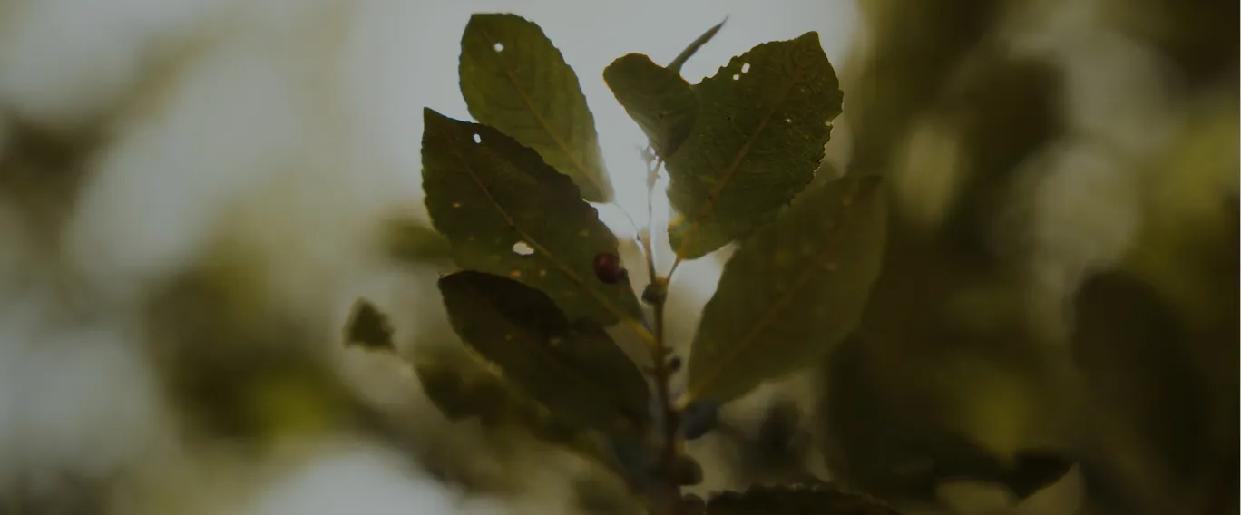 Une coccinelle sur les jeunes feuilles d'un arbuste, en contre-jour