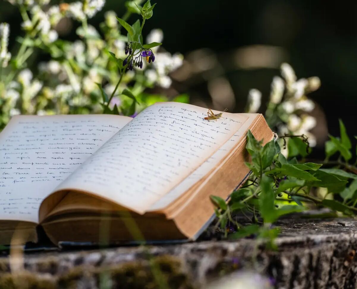 Un carnet manuscrit ouvert dans les herbes en fleurs