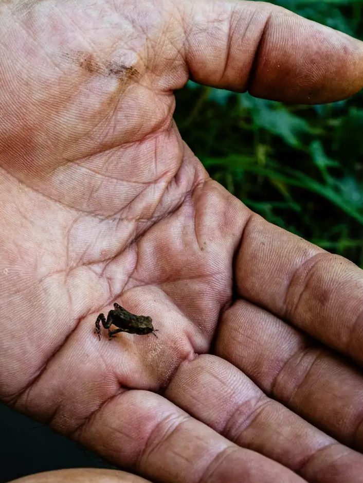 Un jeune crapaud au creux d'une main