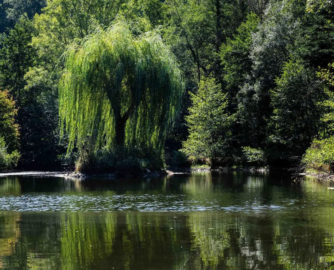 Un saule pleureur se reflète dans l'étang