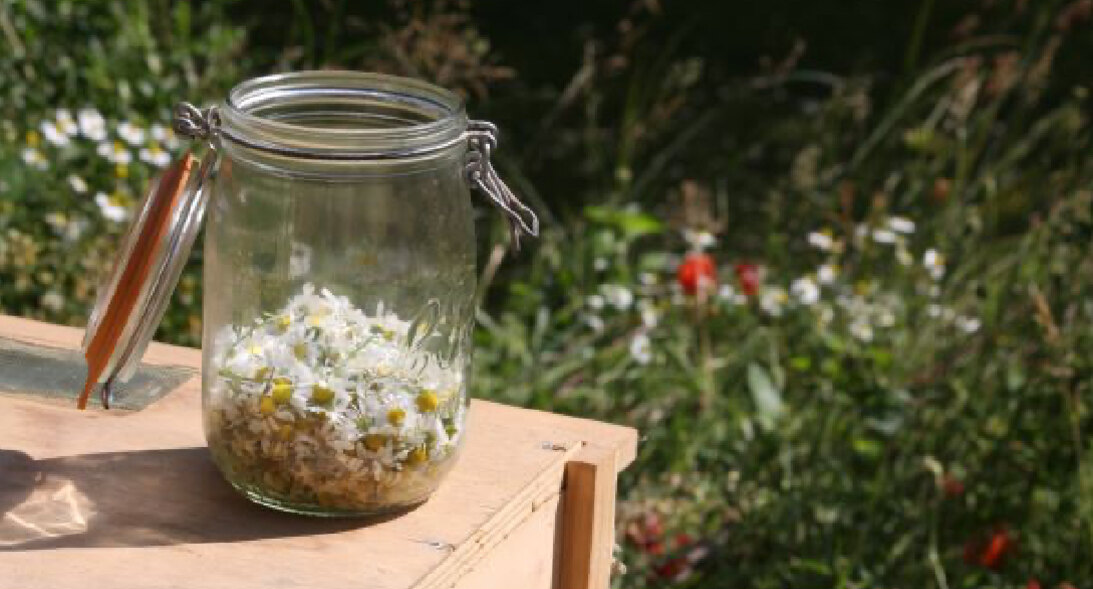 Un bocal de fleurs de camomille posé sur un banc
