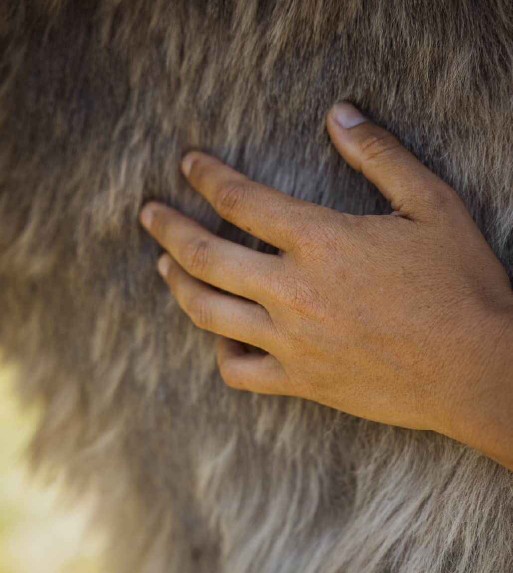 Une main posée sur l'encolure d'un cheval