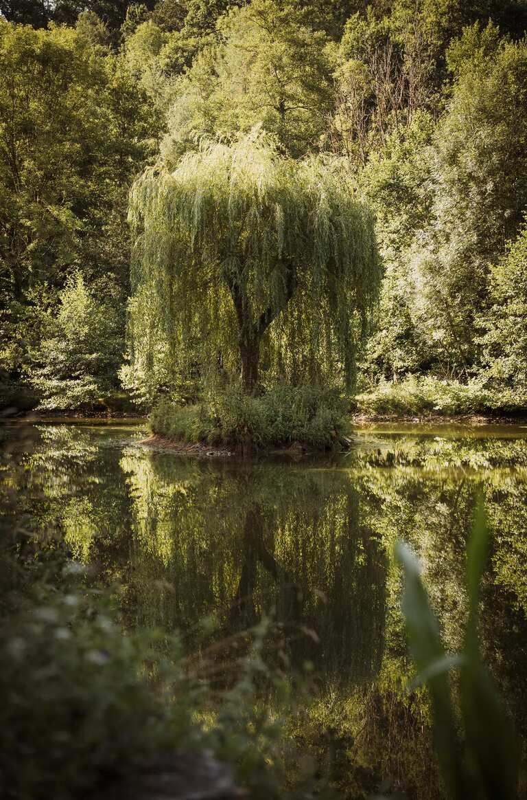 Un saule se reflète dans l'étang