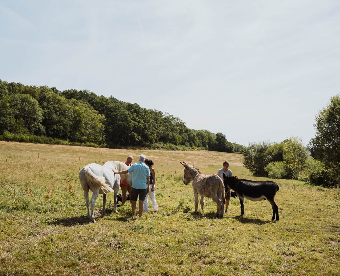 Un groupe rassemblé autour des chevaux et des ânes dans le pré
