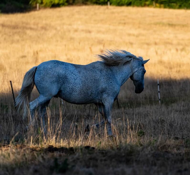 Un cheval gris traverse le pré doré au petit matin