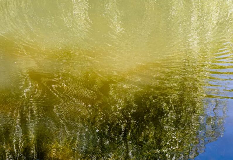Les saules se reflètent dans l'eau verte de l'étang