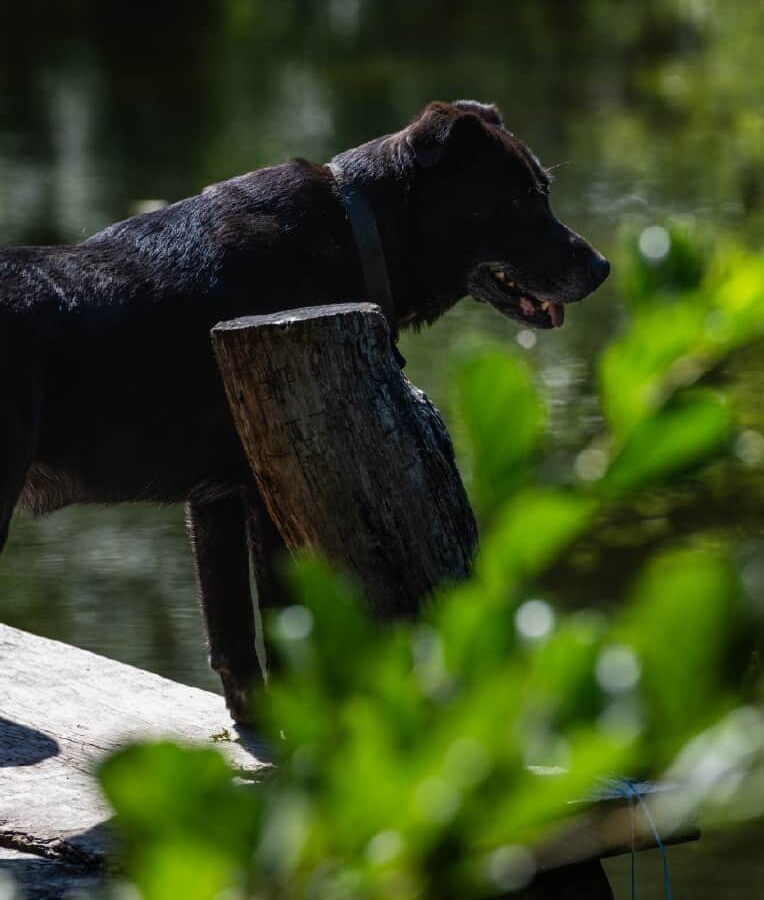 Un des chiens de la ferme guette au bord de l'eau