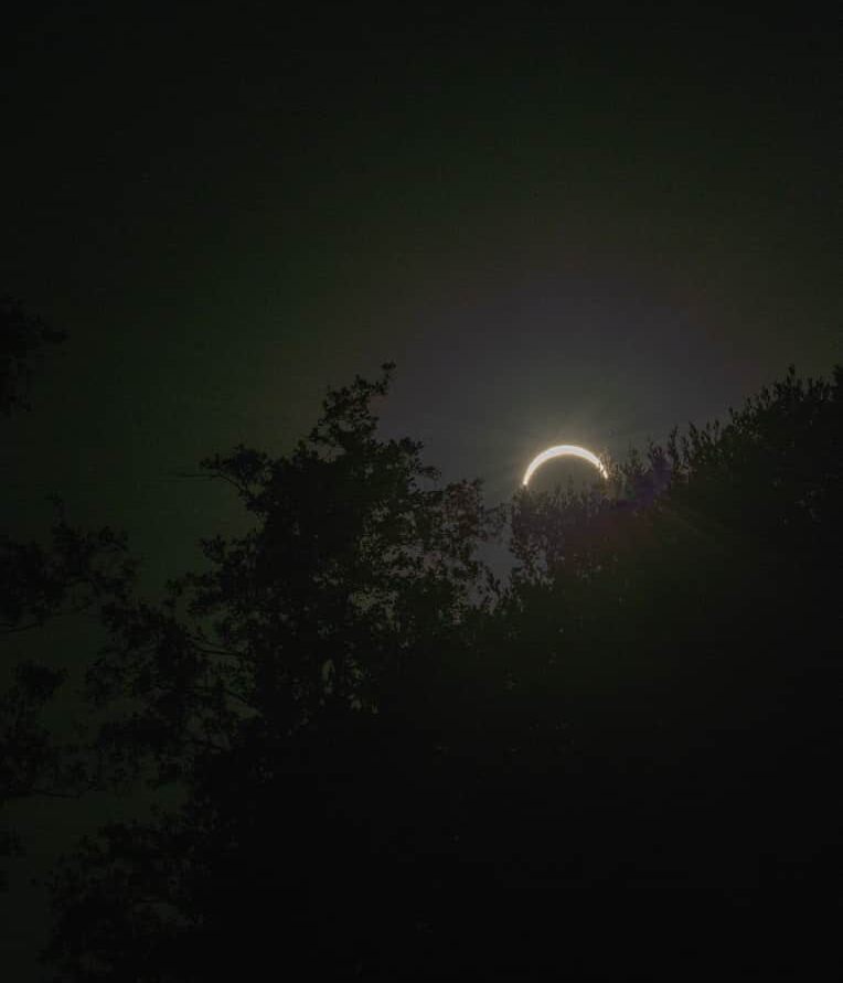 Le croissant de lune se lève au-dessus des arbres